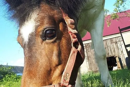 Kuc szetlandzki, Klaczka, , Kopanica