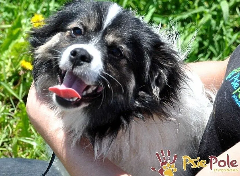 LONGEREK-super fajny, wesoły, energiczny mały psiak-7-8 mies-adopcja, Małopolskie, Kraków