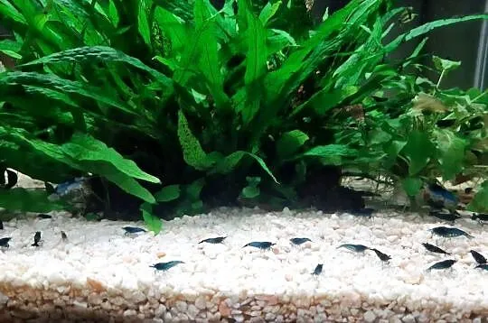 Krewetki blue velvet, Małopolskie, Kamienica