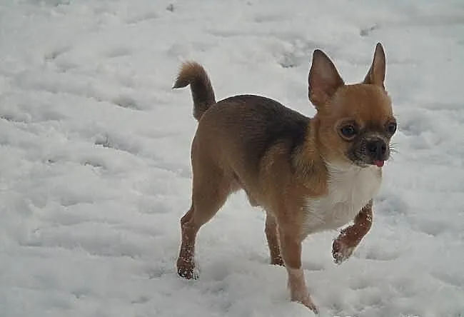 Chihuahua krótkowłosy piękny piesek dorosły