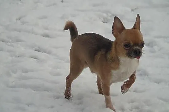 Chihuahua krótkowłosy piękny piesek dorosły