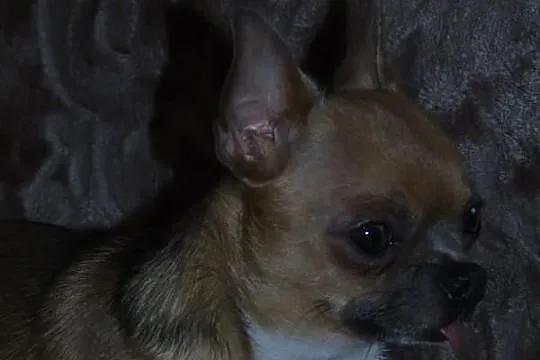 Chihuahua krótkowłosy piękny piesek dorosły