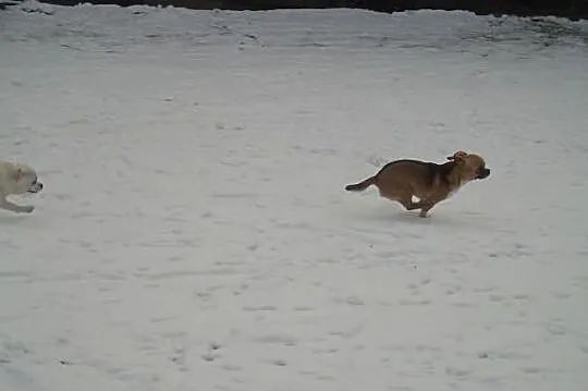 Chihuahua krótkowłosy piękny piesek dorosły