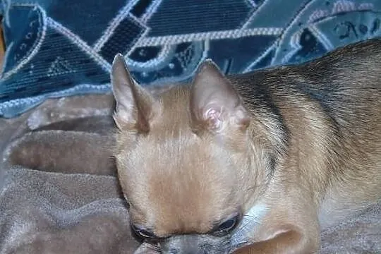 Chihuahua krótkowłosy piękny piesek dorosły