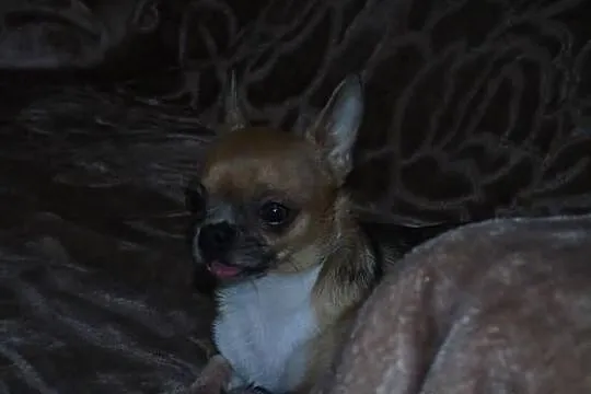 Chihuahua krótkowłosy piękny piesek dorosły