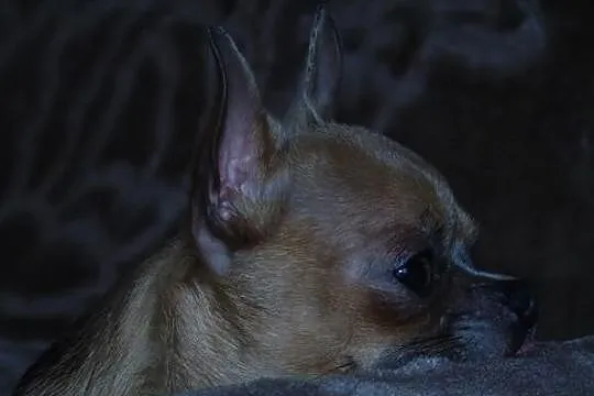Chihuahua krótkowłosy piękny piesek dorosły