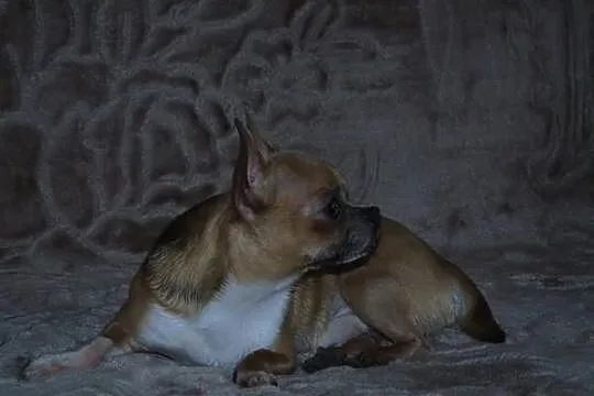Chihuahua krótkowłosy piękny piesek dorosły