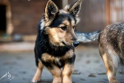Gucio i Chałka - wesołe pieski czekają na adopcję!