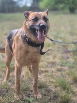 Lola - młodziutka, przyjazna suczka owczarka  LOLA, przesympatyczna sunia w typie mniejszego owczark, , Warszawa