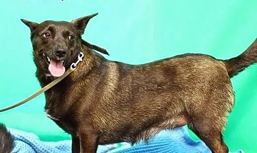 9 kg w typie jamnika suczka do ADOPCJI !!, dolnoś