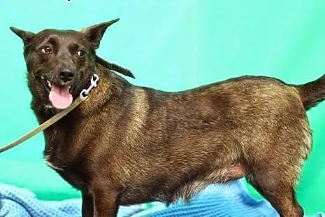 9 kg w typie jamnika suczka do ADOPCJI !!,  dolnoś