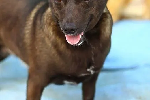 9 kg w typie jamnika suczka do ADOPCJI !!,  dolnoś