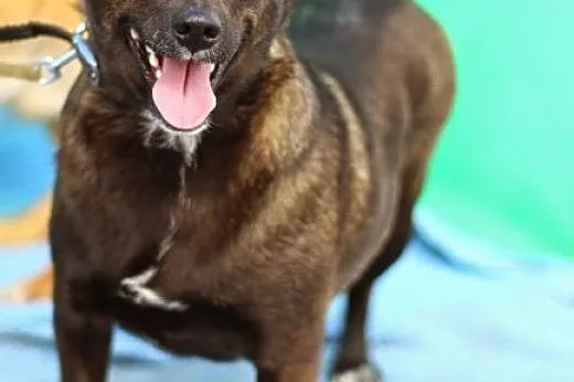 9 kg w typie jamnika suczka do ADOPCJI !!,  dolnoś