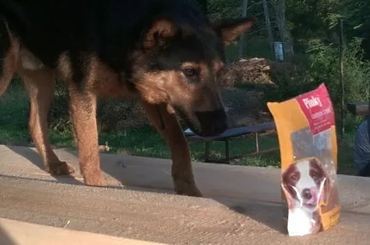 Przyjazny, wesoły owczarek Borys -  ADOPCJA