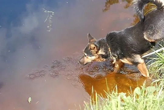 Przyjazny, wesoły owczarek Borys -  ADOPCJA