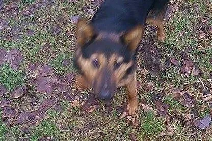 Przyjazny, wesoły owczarek Borys -  ADOPCJA