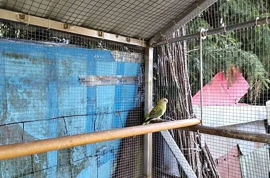 Papugi świergoty świergotki, Świętokrzyskie, Bilcza