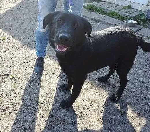 Psi dzieciak - cudny Demon w typie labradora szuka