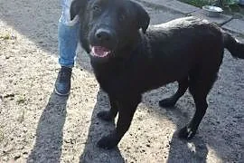 Psi dzieciak - cudny Demon w typie labradora szuka kochającego domu! , wielkopolskie Poznań