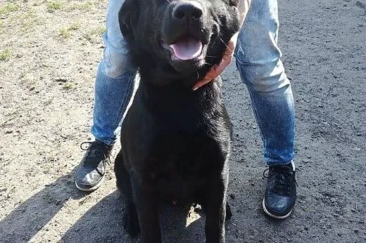 Psi dzieciak - cudny Demon w typie labradora szuka