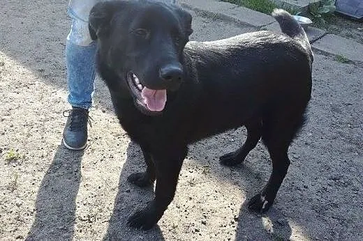 Psi dzieciak - cudny Demon w typie labradora szuka