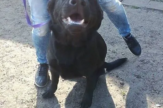 Psi dzieciak - cudny Demon w typie labradora szuka