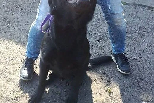 Psi dzieciak - cudny Demon w typie labradora szuka