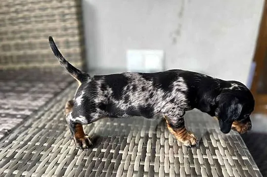 Jamniki miniaturowe krótkowłose., Małopolskie, Wężerów