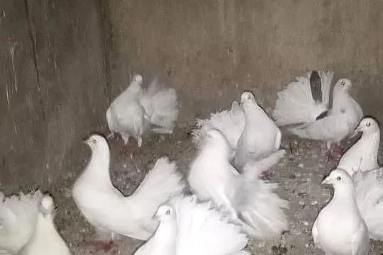 Witam sprzedam gołębie pawiki cena 35zł za parę