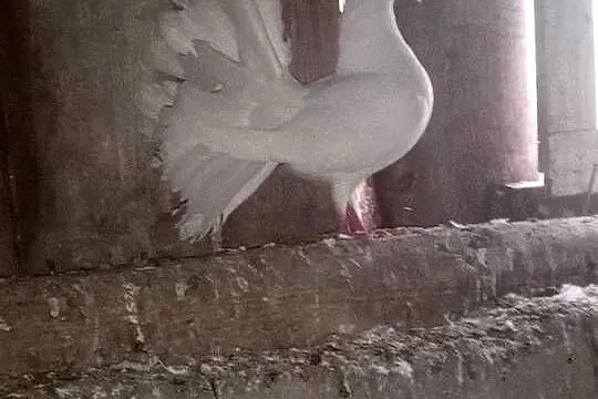 Witam sprzedam gołębie pawiki cena 35zł za parę, Warmińsko-mazurskie, Buczyniec