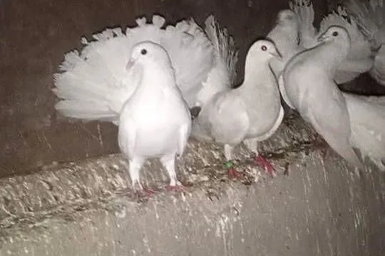 Witam sprzedam gołębie pawiki cena 35zł za parę, Warmińsko-mazurskie, Buczyniec