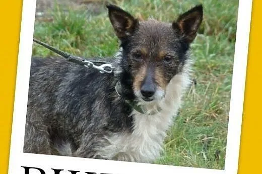 7 kg,rodzinny,wesoły,łagodny,przyjazny piesek PIKPOK.Adopcja,  małopolskie Kraków