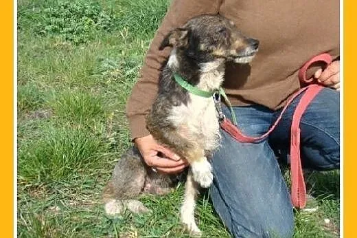 7 kg,rodzinny,wesoły,łagodny,przyjazny piesek PIKP
