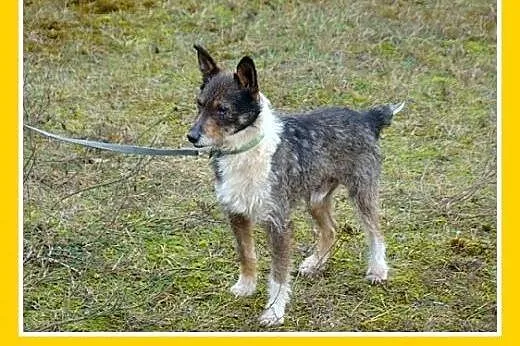 7 kg,rodzinny,wesoły,łagodny,przyjazny piesek PIKP