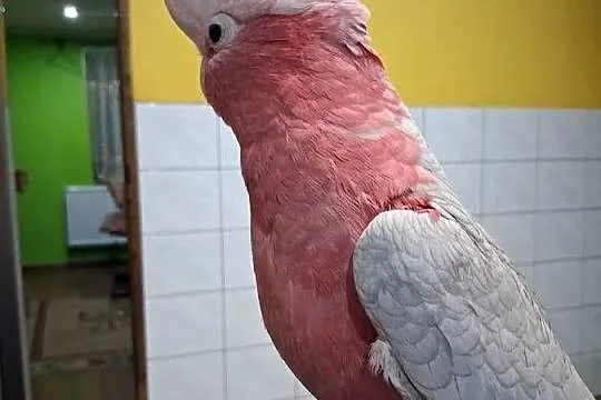 Kakadu papuga papugi