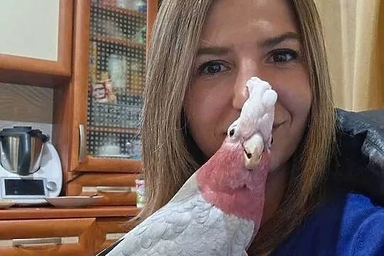 Kakadu papuga papugi, Dolnośląskie, Kamienna Góra