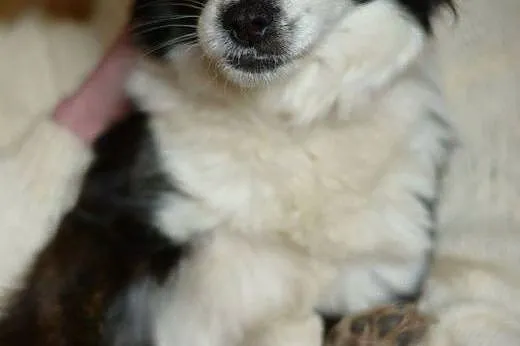 Amelia - piękne imię i charakter :),  mazowieckie 