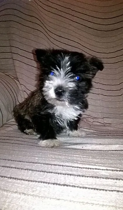 Hybrydy. West-Cairn Terrier! Zdrowe i wesołe szcze