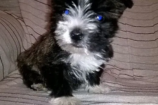 Hybrydy. West-Cairn Terrier! Zdrowe i wesołe szcze