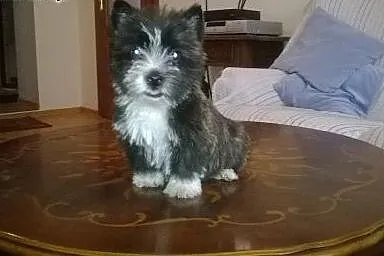 Hybrydy. West-Cairn Terrier! Zdrowe i wesołe szcze