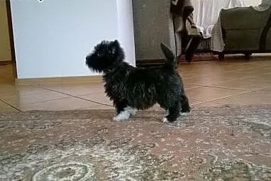 Hybrydy. West-Cairn Terrier! Zdrowe i wesołe szcze