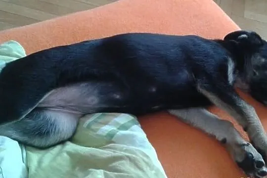 FANTA 8 tyg. psie dziecko w typie ON szuka domku