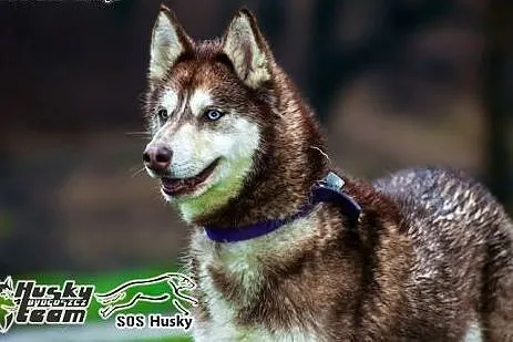 Luna - piękna sunia husky czeka na adopcję, śląskie Sosnowiec