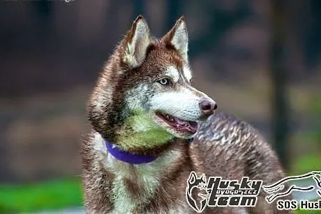 Luna - piękna sunia husky czeka na adopcję,  śląsk