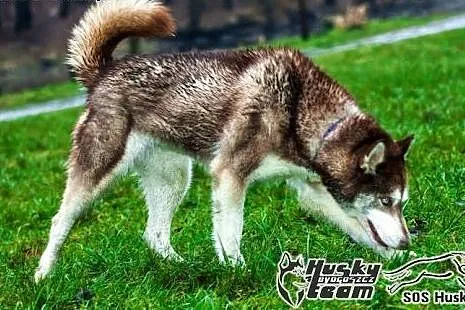 Luna - piękna sunia husky czeka na adopcję,  śląsk
