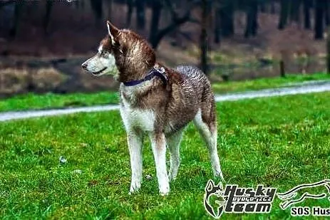 Luna - piękna sunia husky czeka na adopcję,  śląsk