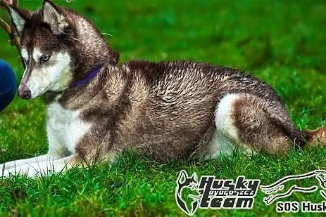 Luna - piękna sunia husky czeka na adopcję,  śląsk