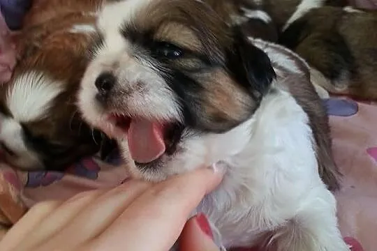 Shih-tzu