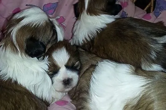 Shih-tzu