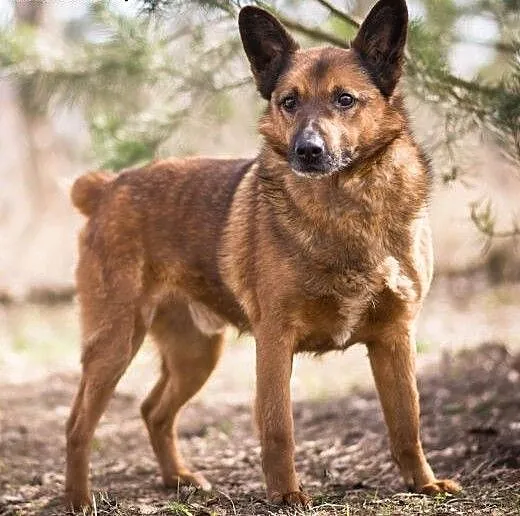 BUBU - wesoły, fajny psiak do adopcji, mazowiecki
